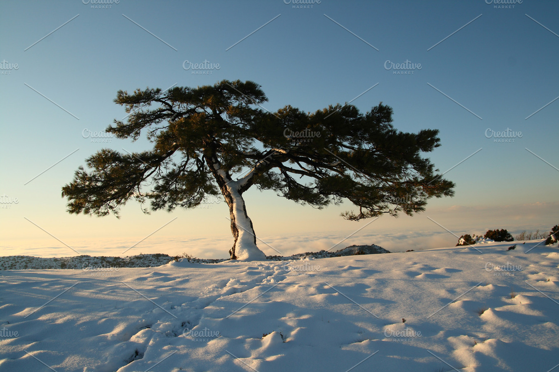 Tree and snow containing winter, snow, and landscape, a Nature Photo by aagafapaperiapunta