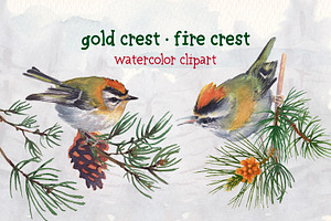 Gold Crest Bird Watercolor Clipart