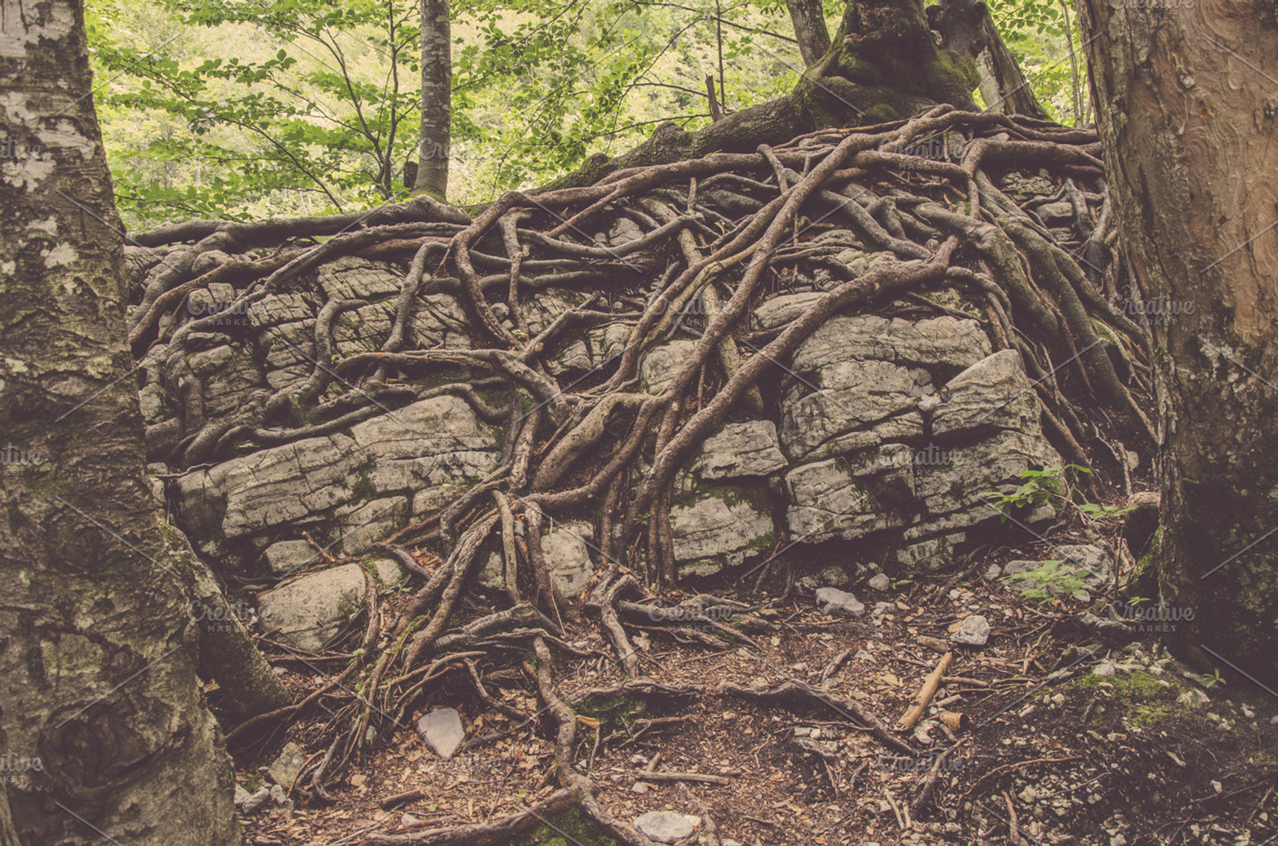 Roots And Branches