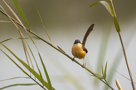 Ashy Prinia Perched on a Grass Stem, a Background Photo by Clinton Weaver