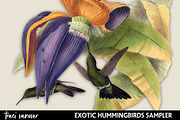 Exotic Hummingbirds Clipart Set, an Illustration by ephemoire (Thumbnail 2 of 4)