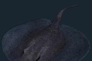 3DRT - Sealife - Stingray, an Animal 3D Model by 3DRT.com