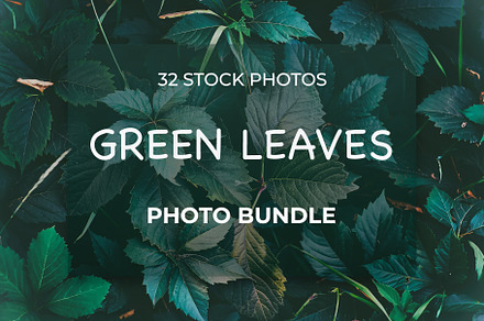 Green leaves Bundle, a Nature Photo by Vladimir Kazimirov