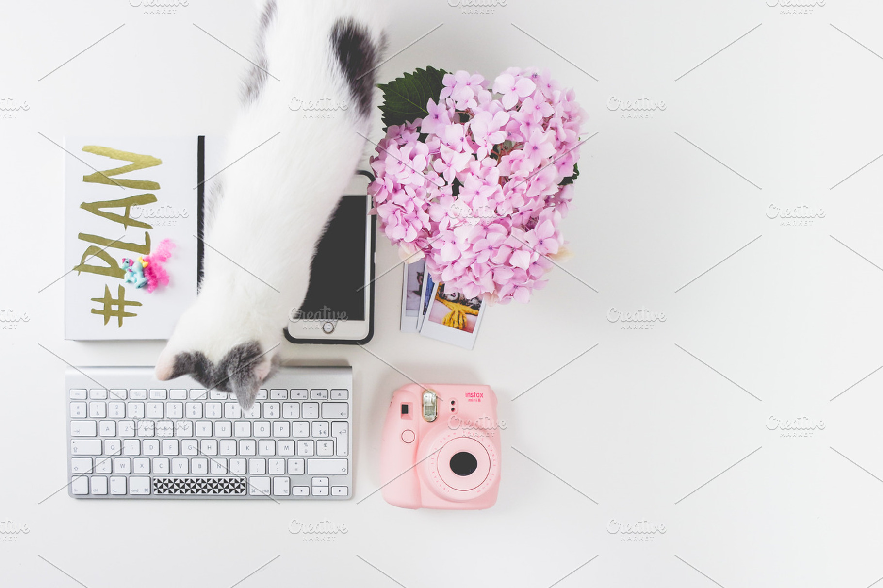 Flatlay Feminine Desk ft British Cat, an Animal Photo by very simple photos