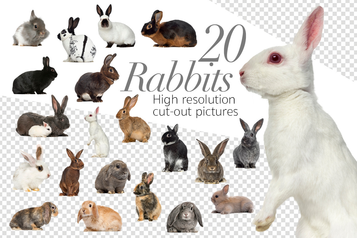 肉質画　Rabbit サインあり　箱あり ALICE in DARK EMPIRE 2/ #045 Faux Rabbit Mini Bust