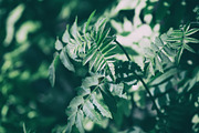 Green leaves Bundle, a Nature Photo by Vladimir Kazimirov (Thumbnail 2 of 10)