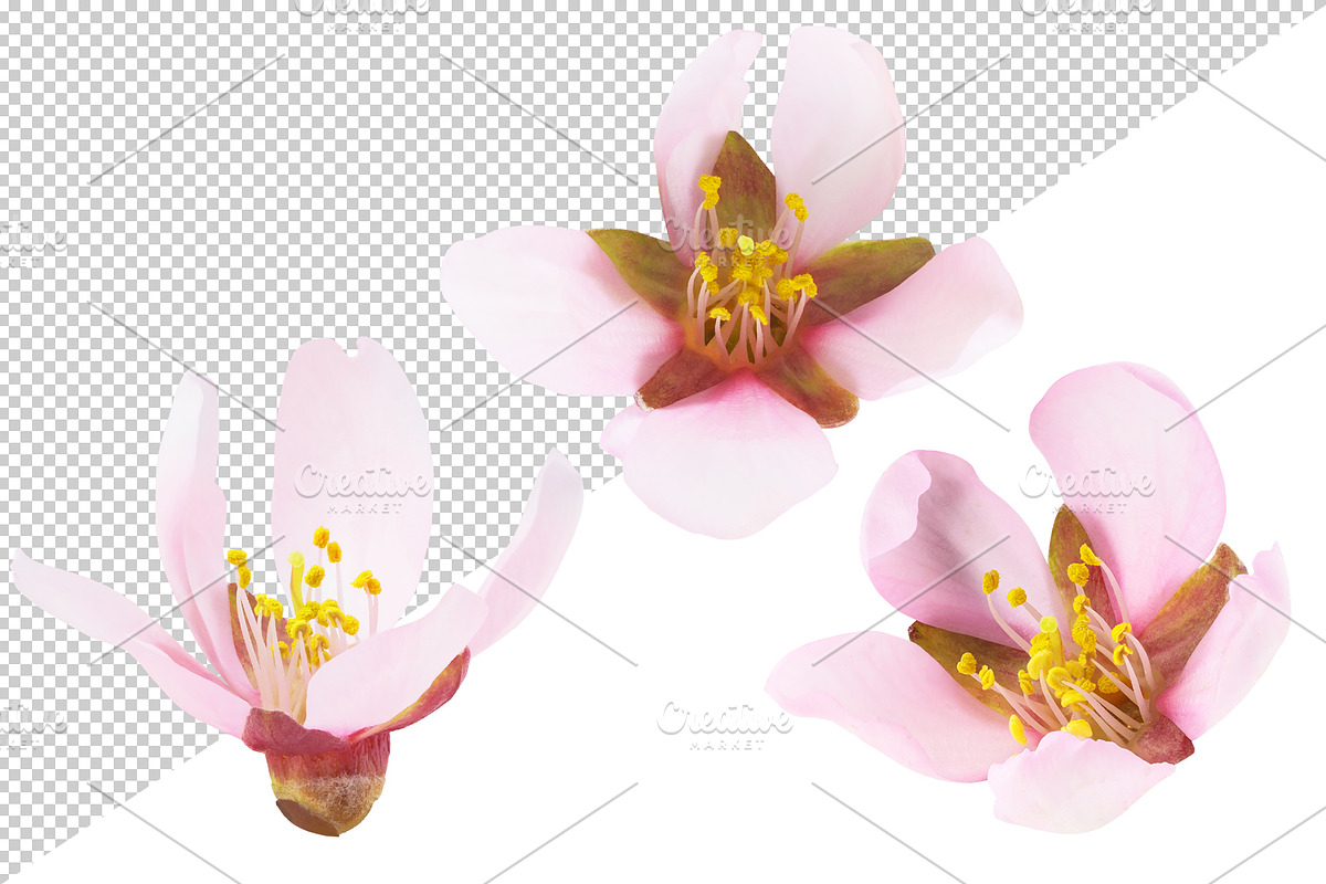 Pink almond blossoms, an Object Graphic by Fruits+Veggies (Photo 7 of 9)