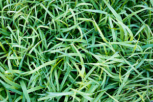 Frosty Grass, a Nature Photo by THP Creative