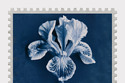 Lupa Co · Cyanotype Botanical Stamps, a Texture Illustration by milatovar (Thumbnail 13 of 18)