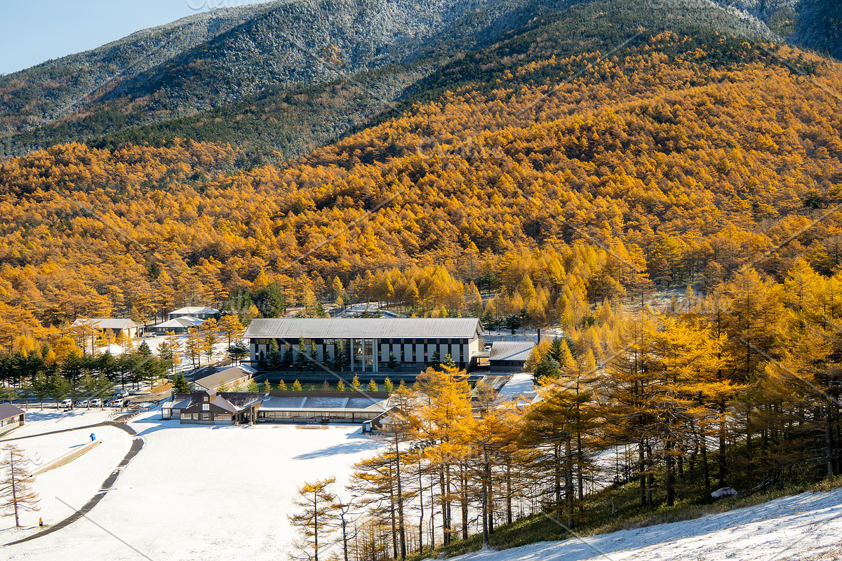 Japan Autumn & Snowy Forest Bundle., a Nature Photo by Silent Nature (Photo 5 of 5)