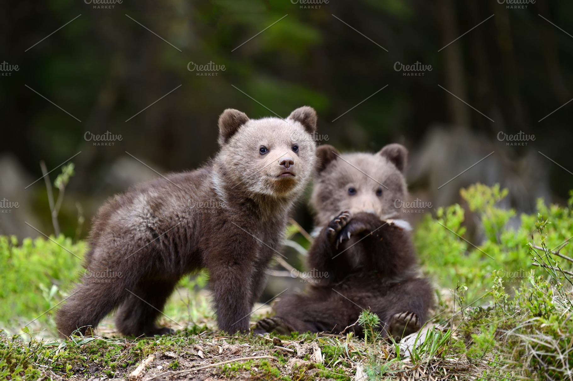 Bear cub featuring bear, animal, and wildlife, an Animal Photo by Byrdyak