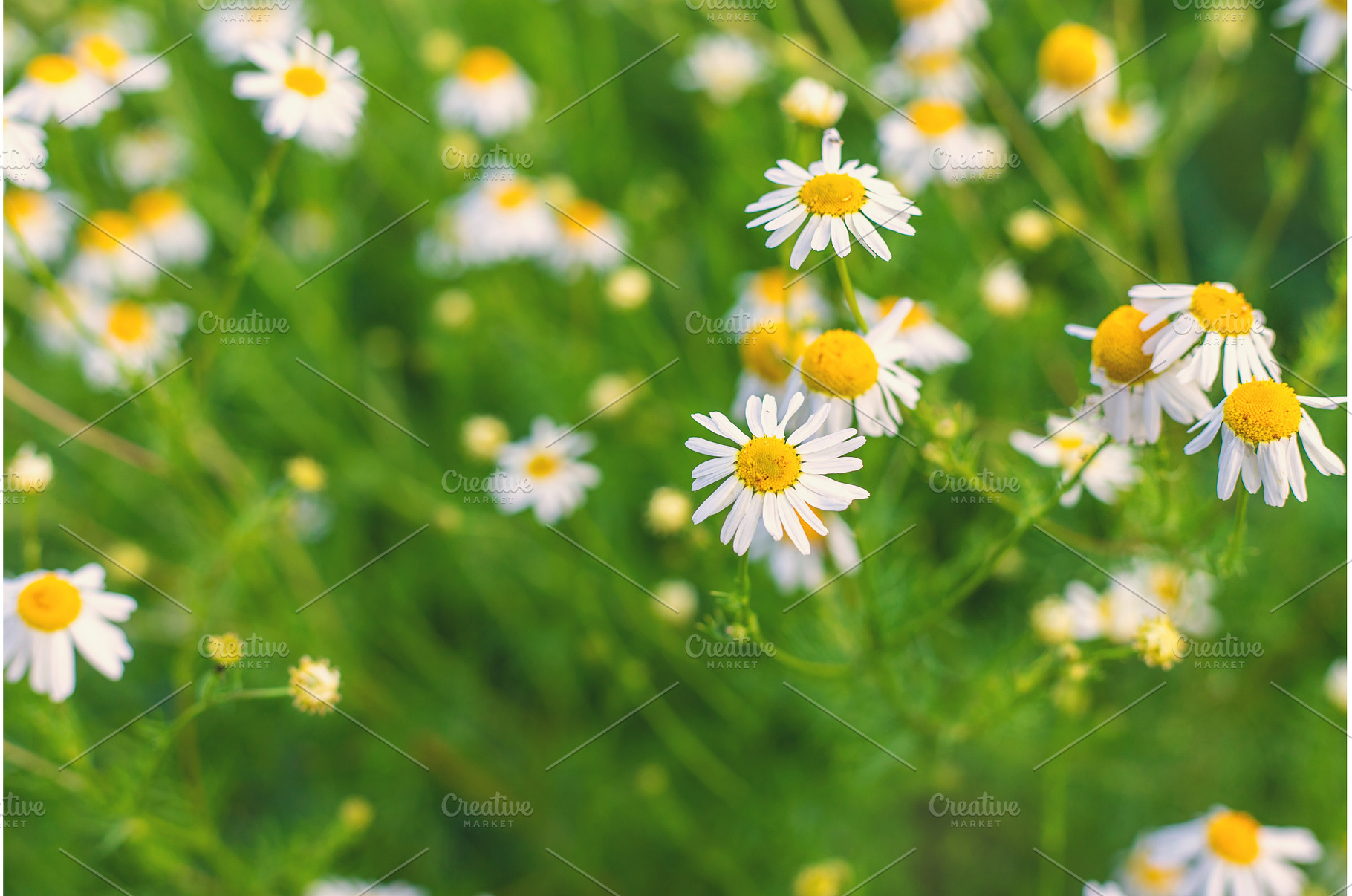 Daisies bloom in the garden, a Nature Photo by yanadjana