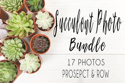 Succulent Photo Bundle
