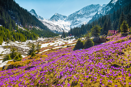 Spring scenery with flowery field, a Nature Photo by Alpine Dreams