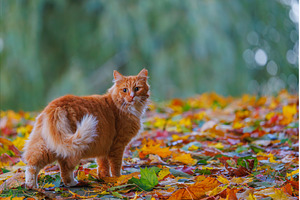 An adorable orange cat among, an Animal Photo by Lukas Jonaitis SHOP