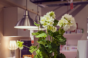 Flowerpot Mockup #1, a Mockup by Catflap (Thumbnail 2 of 2)