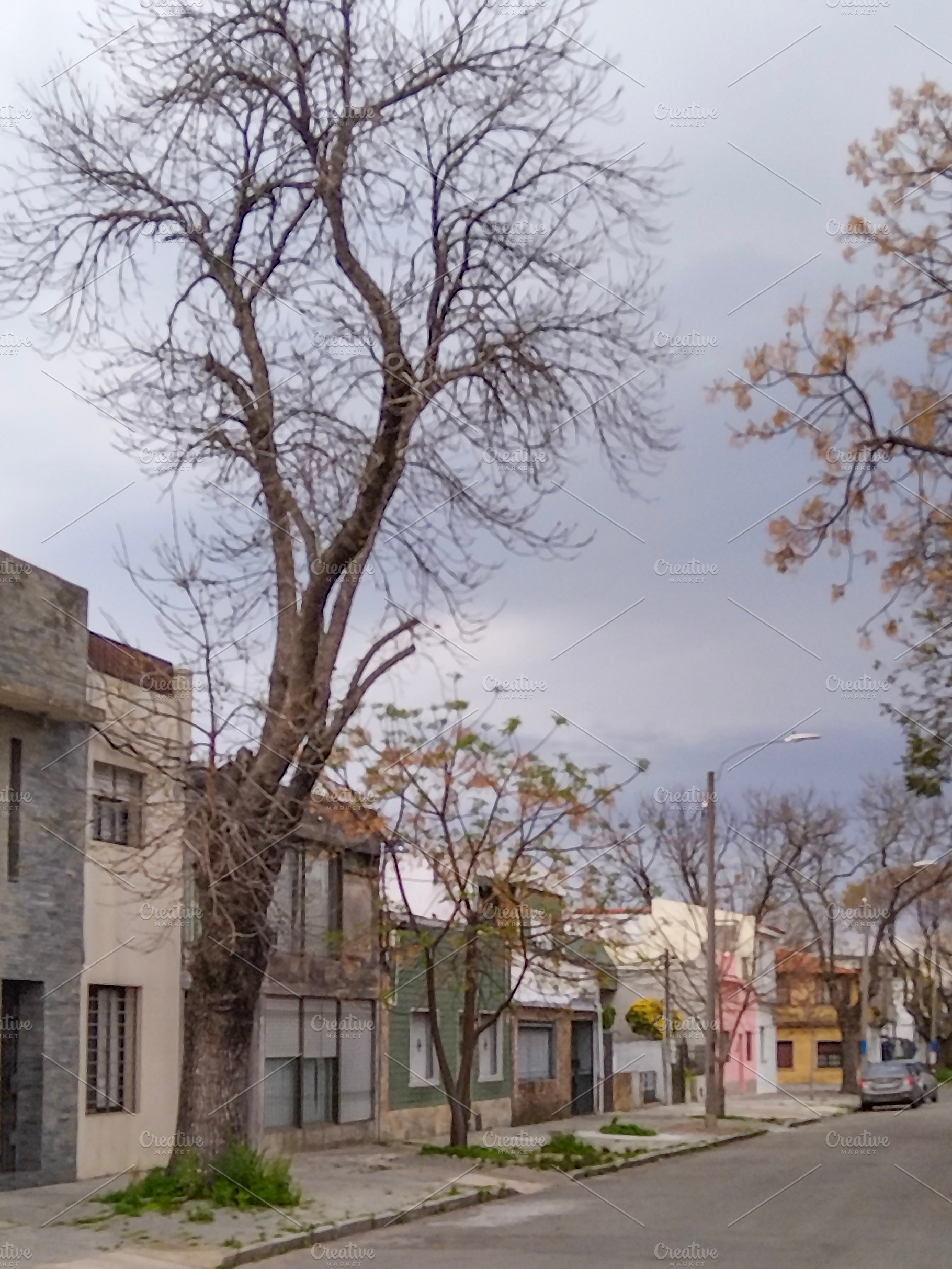Deserted suburban street with leafless tree, an Architecture Photo by DanFLCreativo