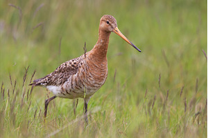 Black-tailed godwit, Limosa limosa