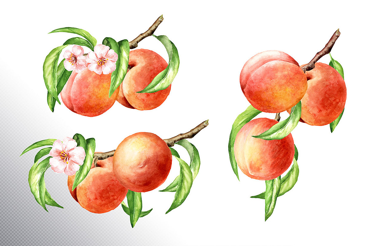 Honey Peaches. Original Watercolor, a Food Illustration by Daria Ustiugova (Photo 11 of 21)