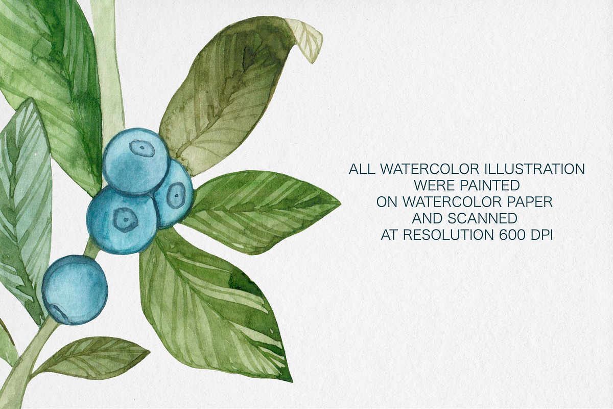 Watercolor Blueberry Clipart, an Illustration by MilanaDesignShop (Photo 4 of 4)