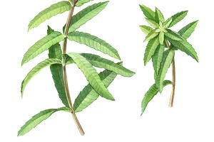 Lemon Verbena Pencil Illustration