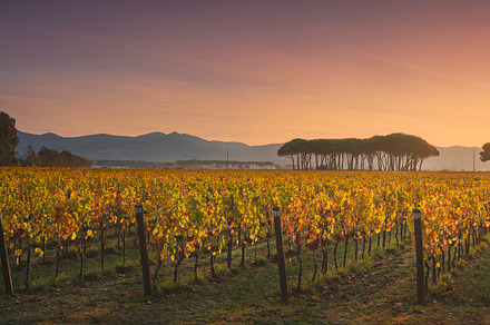 Bolgheri vineyard and pine trees