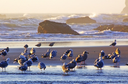 Sunset at beach featuring nature, picture, and image preview 6