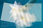 Soft Transparent Overlay TexturesPNG, a Texture Graphic by DreamoraArt (Thumbnail 6 of 8)