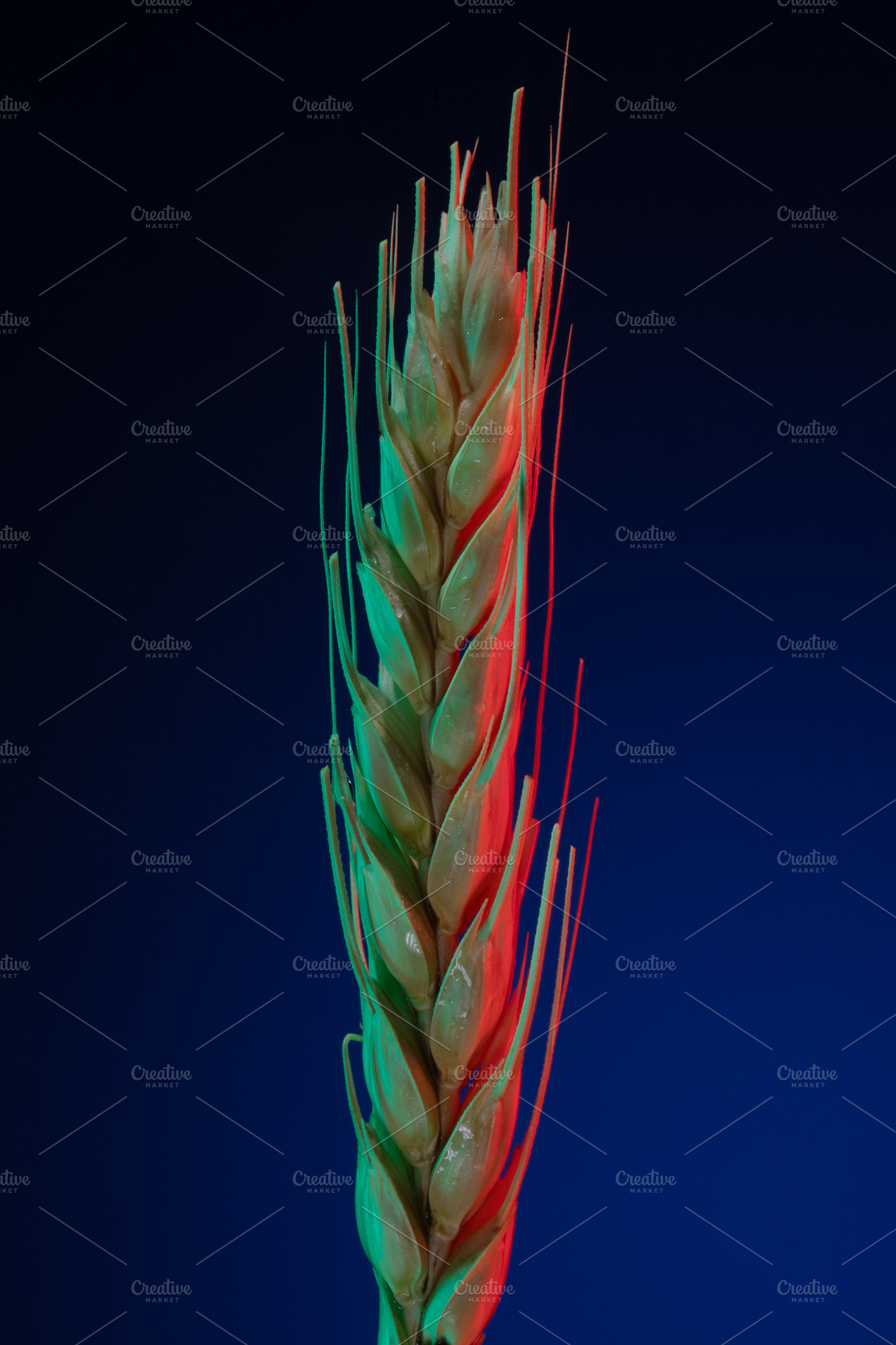 Close-up of a wheat ear illuminated with red and green light on, a Food & Drink Photo by Ales Munt