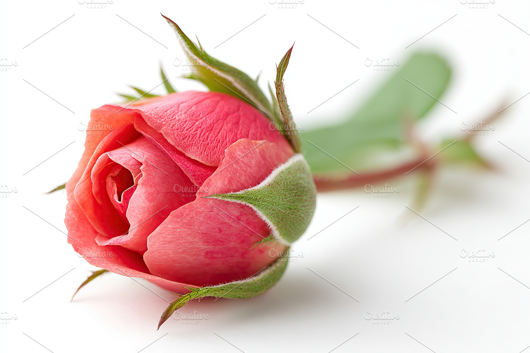Vibrant red rosebud showcases delicate petals in a soft, natural setting, a Nature Photo by AlyaAnd