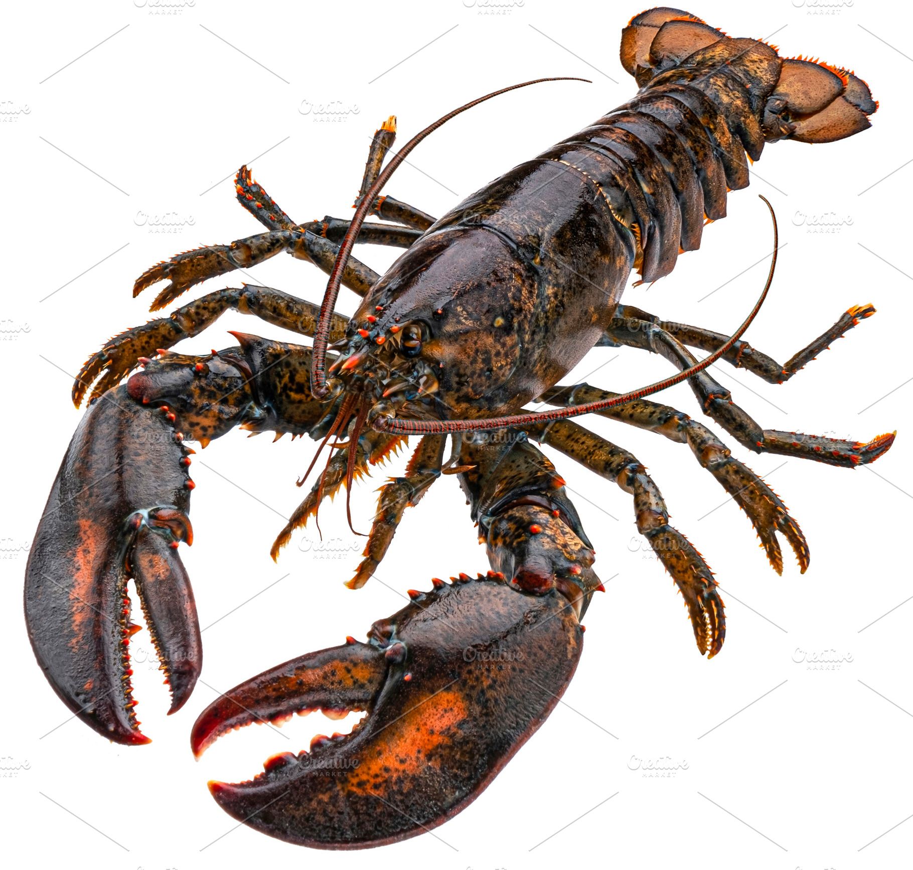 Fresh raw lobster isolated on white, a Food & Drink Photo by Max Lashcheuski