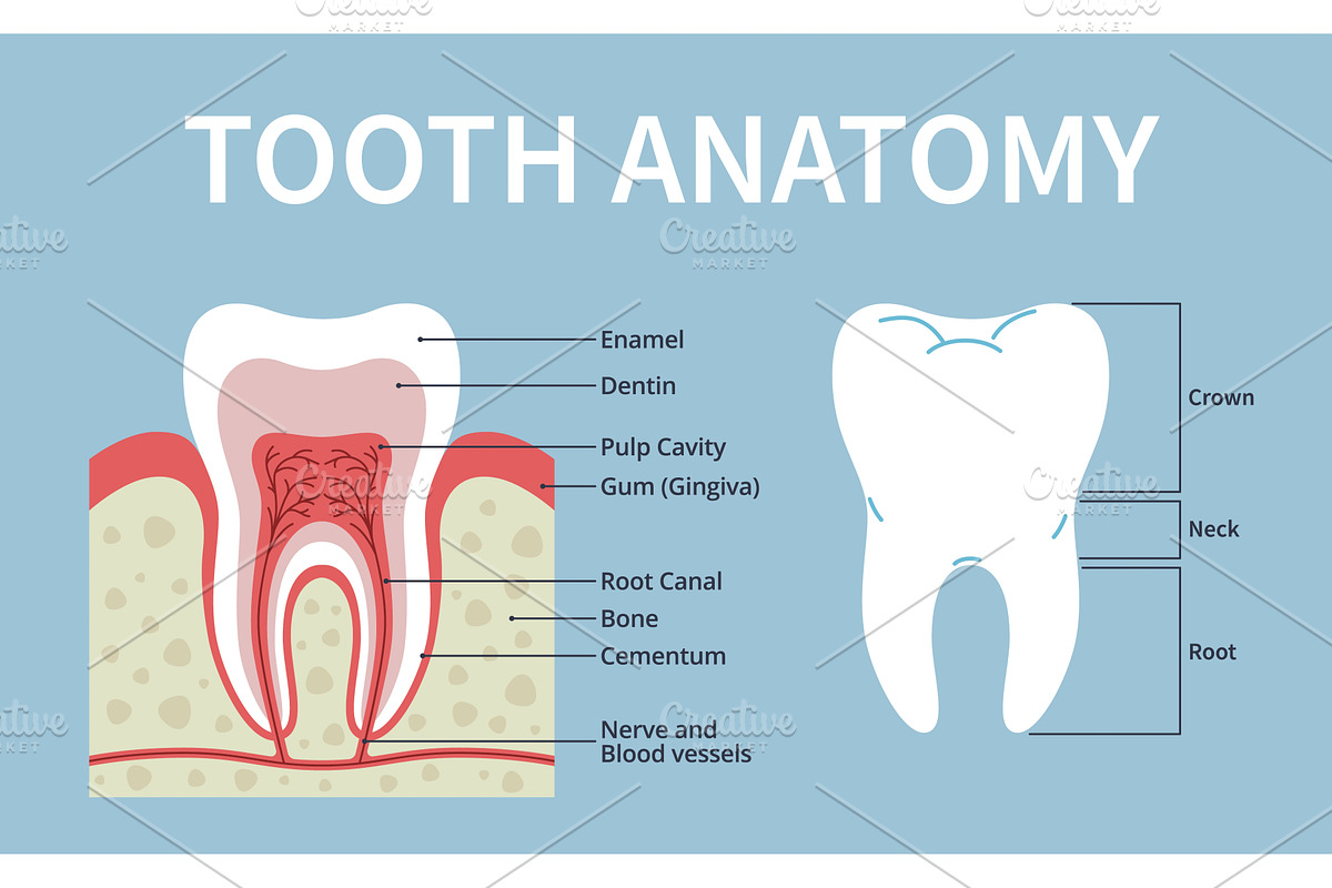 Tooth in section poster. Human, an Object Illustration by YummyBuum
