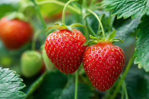Two ripe strawberries hang in garden, a Food & Drink Photo by MistyDay