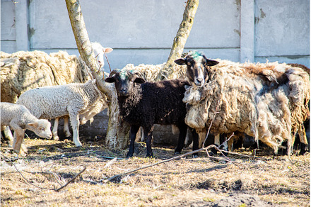 not sheared sheep in the yard, an Animal Photo by yanadjana