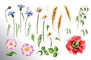 Summer flowers, a Decorative Illustration by Daria Ustiugova (Thumbnail 9 of 10)
