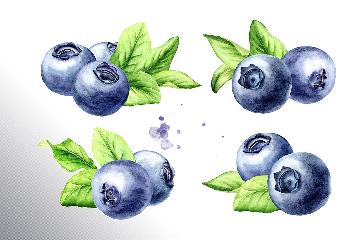 Blueberry. Watercolor collection, a Food Illustration by Daria Ustiugova (Photo 2 of 25)