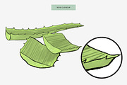 Aloe Vera Custom Illustration, an Illustration by Mockup Studio (Thumbnail 3 of 3)