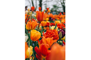 Flower gardens in the Netherlands