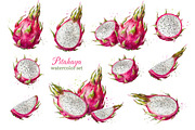 Dragon Fruit Watercolor. Pitahaya., a Decorative Illustration by VetaDesign (Thumbnail 2 of 8)