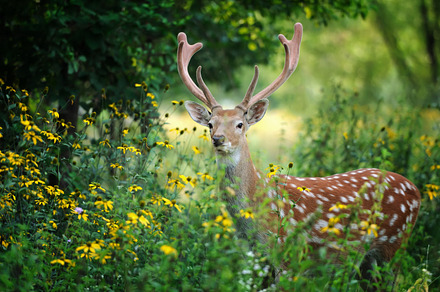 Deer containing deer, nature, and wildlife, an Animal Photo by Byrdyak