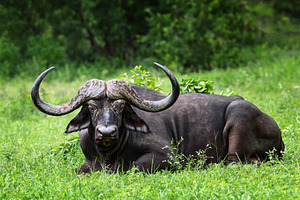 Cape buffalo bull stock photo containing africa and alert