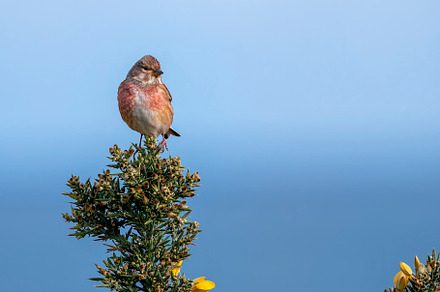 Male common linnet perched in a bush., an Animal Photo by CreativePhotoSpain