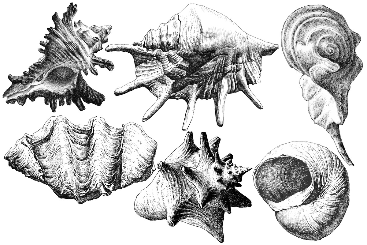 Realistic seashells., an Object Graphic by rednex