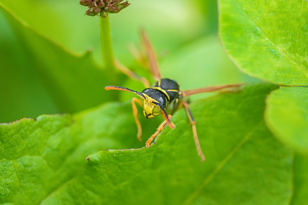 The wasp is sitting on green leaves., a Nature Photo by AlexBush