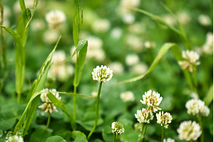Clover blossoms flourish in a lush, a Nature Photo by darksoul72
