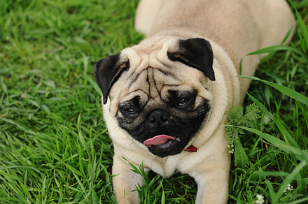 Pug on green grass