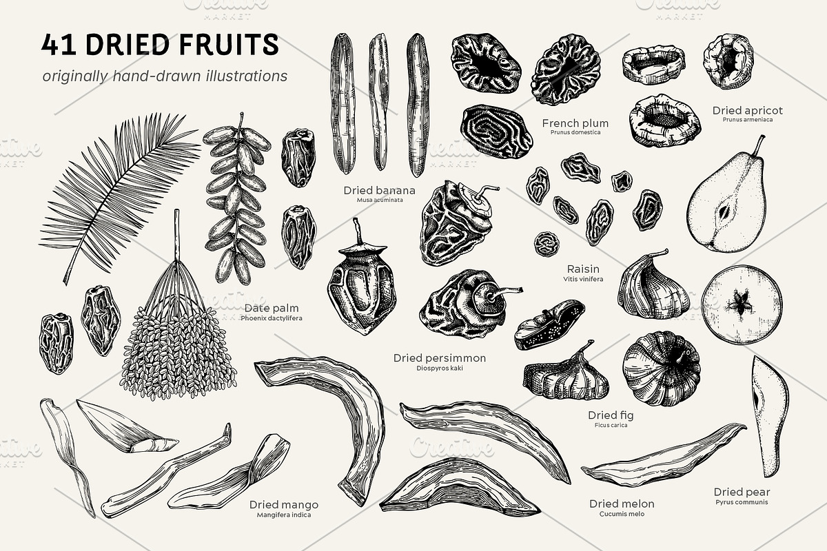 Superfoods: Fruit & Nuts Vector Set, a Food Illustration by Yevheniia (Photo 4 of 11)