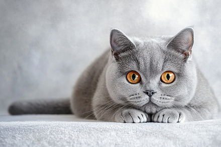 Cute grey british breed cat, an Animal Photo by AlyaAnd