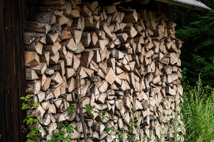 texture. pine trees in the forest.firewood