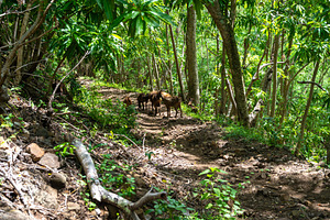 Herd of goats near Anaho Bay, Nuku Hiva, French Polynesia, Marqu, an Animal Photo by GoodGoods